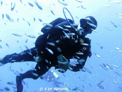 Swimming with the fishes. by Kim Nelson 